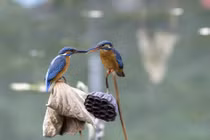 Ngưỡng mộ tình cảm mặn nồng của vợ chồng chim bói cá 