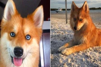 Chết mê cô chó lai nổi tiếng đẹp giống hệt cáo đỏ