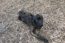 Kinh khiếp cô gái làm điều tàn độc với chó cưng chỉ vì...