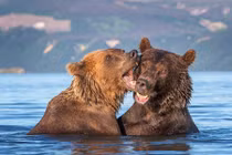 Bắt quả tang gấu nâu hôn hít nhau điên cuồng dưới nước