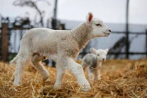 Cừu khổng lồ vừa ra đời đã lớn gấp 6 lần anh em