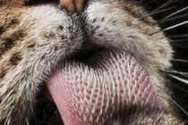 Điều khó tin về lưỡi mèo khiến nhiều người khiếp đảm 