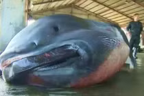 Soi cá mập giống sinh vật truyền thuyết gây động đất ở Nhật Bản 