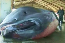 Soi cá mập giống sinh vật truyền thuyết gây động đất ở Nhật Bản 