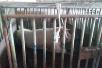 Hãi hùng lợn có sức mạnh ngang sư tử cắn chết người