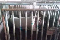 Hãi hùng lợn có sức mạnh ngang sư tử cắn chết người