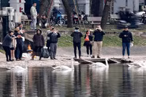 Lắp camera để bảo vệ thiên nga ở hồ Thiền Quang