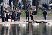 Lắp camera để bảo vệ thiên nga ở hồ Thiền Quang