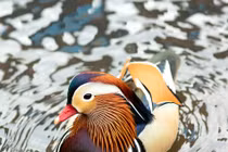 Ngắm mê mẩn đôi vịt uyên ương đẹp, hiếm nhất thế giới 