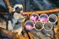 "Soi" khỉ sóc đầu bông, có bộ tóc hệt như "Khá Bảnh"