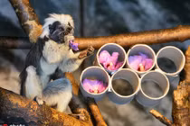 "Soi" khỉ sóc đầu bông, có bộ tóc hệt như "Khá Bảnh"