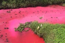 Rùng rợn “dòng sông máu” xuất hiện ở Trung Quốc