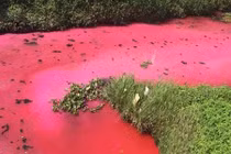 Rùng rợn “dòng sông máu” xuất hiện ở Trung Quốc