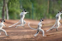 Thấy nhiếp ảnh gia, vượn cáo tinh nghịch làm điều bất ngờ