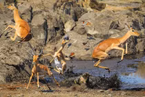 "Rợn tóc gáy" cảnh linh dương thoát chết dưới hàm cá sấu