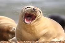 Chết mê hải cẩu “cười tít mù” quên trời đất