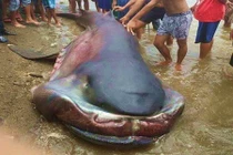 Những quái vật bí ẩn trôi dạt bờ gây rúng động (2)