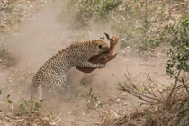 Cận cảnh màn săn mồi dữ dội của báo gấm