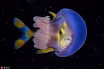 Cá nhỏ xuyên thẳng bụng sứa với “mưu đồ” cực ấn tượng