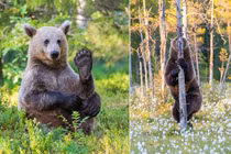 Khoảnh khắc không biết giấu mặt vào đâu của gấu nâu hoang dã 