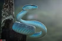 Lạ kỳ loài rắn xanh óng như ngọc quý, mê đắm mọi người