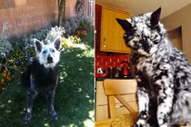 Những động vật bị bạch biến cực dị