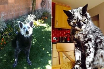 Những động vật bị bạch biến cực dị