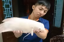 Chi tiết về "quái ngư" vừa bắt được ở Hồ Tây