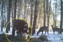 Chú bê dũng cảm đào tẩu được hươu cưu mang gây kinh ngạc