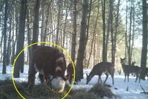 Chú bê dũng cảm đào tẩu được hươu cưu mang gây kinh ngạc