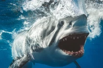 Lạnh gáy nhìn thẳng vào hàm cá mập đầy chết chóc