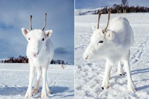 Tuần lộc trắng như bông tuyết xuất hiện, ai cũng choáng ngợp