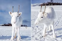 Tuần lộc trắng như bông tuyết xuất hiện, ai cũng choáng ngợp