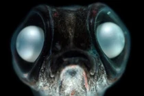 Những động vật sống được ở Nam Cực một cách khó tin