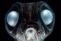 Những động vật sống được ở Nam Cực một cách khó tin