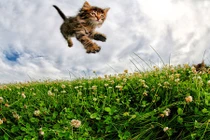 Ảnh độc về màn bay lượn của những chú mèo con 