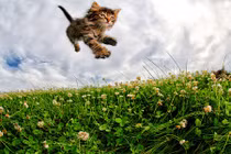 Ảnh độc về màn bay lượn của những chú mèo con 