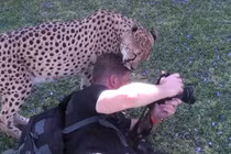 Nhiếp ảnh gia hoảng loạn với hành động lạ của báo đốm