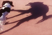 Ẩn sau những chiếc bóng nhìn 2 lần mới ra này, là sự thật kinh ngạc