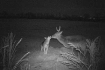 Chó cưng mất tích 3 ngày, chủ nhân sững sờ phát hiện...