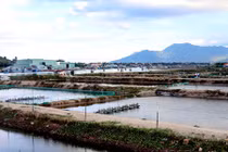 Ốc hương chết bất thường, hàng trăm hộ dân lâm cảnh nợ nần