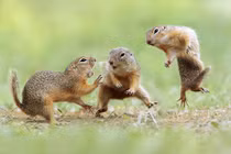 Ảnh cực ấn tượng về cuộc chiến của loài sóc đất