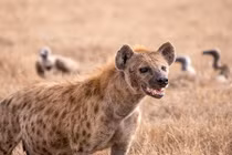 Những loài động vật là "kẻ phá hoại" đáng ghét nhất (1)