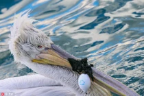 Bồ nông thê thảm, suýt chết đói vì thứ không ngờ