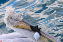 Bồ nông thê thảm, suýt chết đói vì thứ không ngờ