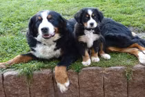 Những hình ảnh cha nào con nấy cực yêu của chó cưng