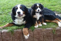 Những hình ảnh cha nào con nấy cực yêu của chó cưng