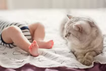 Mèo lao ra như siêu anh hùng cứu cậu chủ nhỏ gặp nguy 