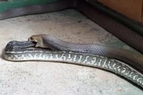 Kinh hoàng rắn hổ mang chúa nuốt chửng trăn thảm 