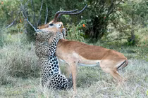 "Nụ hôn" thần chết nồng cháy của báo hoa mai với linh dương